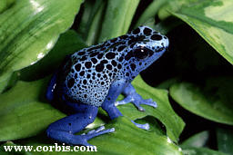 Captive Blue-Poisondart Frog